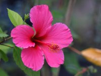 Hibiscus.jpg