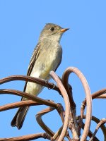 Flycatcher2.jpg