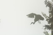 IVA_4634.jpg