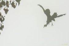 IVA_4635.jpg