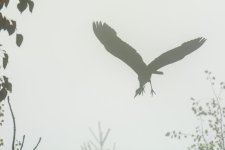 IVA_4636.jpg