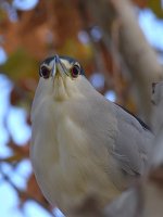 BlackHeron2.jpg