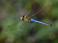 DragonFly3.jpg