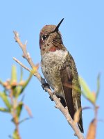 Hummer8.jpg