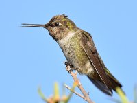 Hummer10.jpg