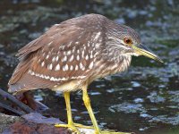 BlackHeron8.jpg