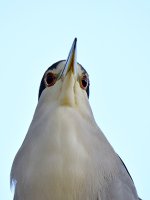 BlackHeron.jpg