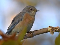 Bluebird.jpg
