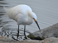 Egret.jpg