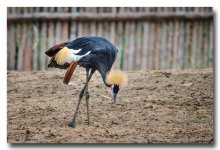 bird-hair.jpg