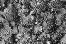 Hens and Chicks  b&w.jpg