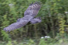 IVA_4745-Edit.jpg