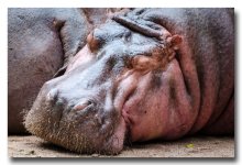 hippo-3.jpg