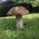Mushroom.jpg
