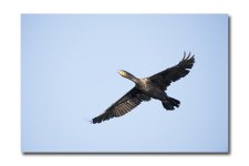 DSC_3164.jpg