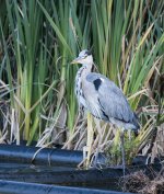 DSC_3157.jpg