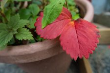 DSC_0394.jpg
