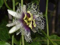 Passiflora.jpg