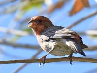 Finch2.jpg