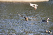 DSC_3388.jpg