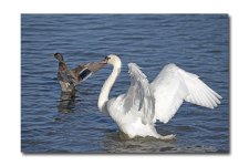 DSC_3333.jpg