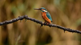 DSC_2460.jpg