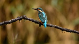 DSC_2462.jpg