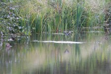 DSC_4108.jpg