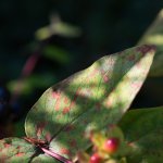 Garden-2.jpg