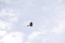 flight.jpg