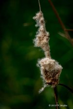 D71_6781.jpg