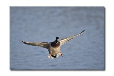 DSC_3452.jpg