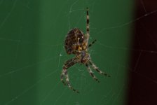 DSC_0451.jpg