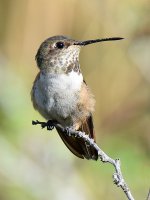 Hummer8.jpg