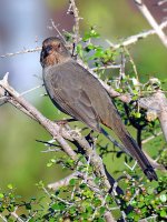 Towhee.jpg