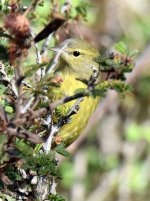 YellowWarbler4.jpg