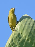 OrangeCrownedWarbler4.jpg