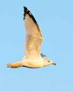 MorningGulls-2.jpg