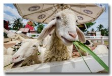 sheep-eating-farm-ype-1.jpg