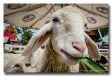 sheep-eating-farm-ype-2.jpg