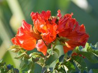 RedFlower.jpg