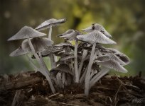toadstools.jpg