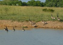Geese_Multiplicity_Cropped.jpg