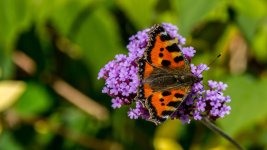 DSC_5488.jpg