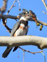 Kingfisher2.jpg