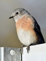 BlueBird2.jpg