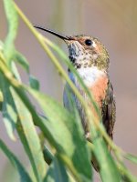 Hummer3.jpg