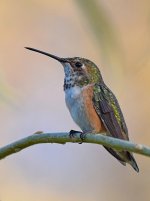 Hummer5.jpg