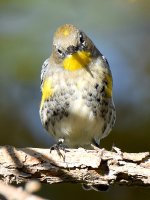WarblerYellowRumped5.jpg