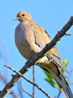Dove.jpg